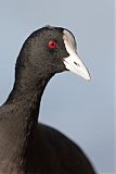 Eurasian Coot